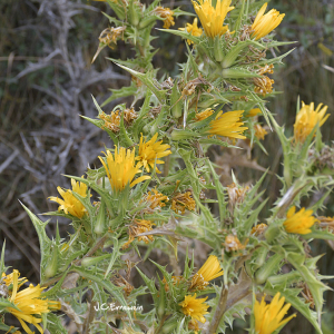Photographie n°2449341 du taxon Scolymus hispanicus L. [1753]