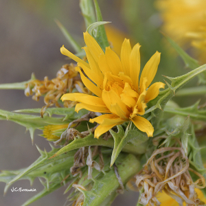 Photographie n°2449342 du taxon Scolymus hispanicus L. [1753]