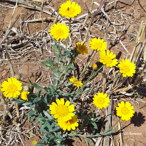 Photographie n°2449346 du taxon Glebionis segetum (L.) Fourr. [1869]