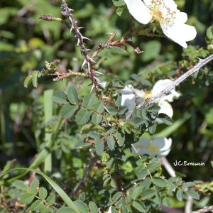 Photographie n°2449360 du taxon Rosa spinosissima subsp. spinosissima