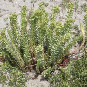 Photographie n°2449365 du taxon Euphorbia paralias L. [1753]