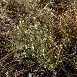 Photographie n°2449379 du taxon Petrorhagia saxifraga (L.) Link [1829]