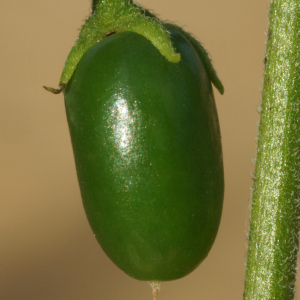 Photographie n°2449388 du taxon Salpichroa origanifolia (Lam.) Baill.