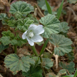 Photographie n°2449402 du taxon Malva neglecta Wallr. [1824]