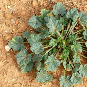 Photographie n°2449406 du taxon Malva setigera Spenn. [1829]