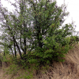 Photographie n°2449420 du taxon Pyrus spinosa Forssk. [1775]