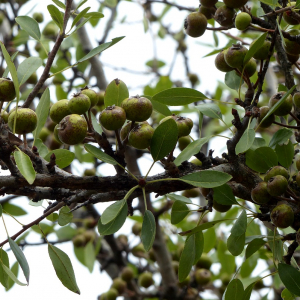 Photographie n°2449421 du taxon Pyrus spinosa Forssk. [1775]