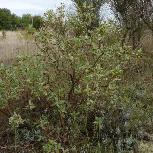 Photographie n°2449436 du taxon Cistus albidus L. [1753]