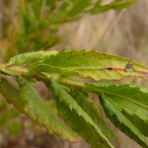 Photographie n°2449441 du taxon Dittrichia viscosa (L.) Greuter