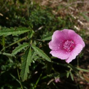 Photographie n°2449444 du taxon Althaea cannabina L.