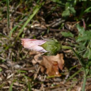 Photographie n°2449445 du taxon Althaea cannabina L.