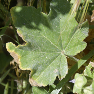 Photographie n°2449530 du taxon Malva arborea (L.) Webb & Berthel. [1837]