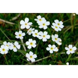 Androsace lactea L. (Androsace couleur de lait)