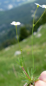 marie therese Rambaud, le 29 juin 2018 (Corrençon-en-Vercors (Combovieux))