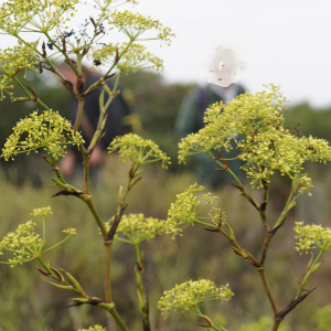 Photographie n°2449605 du taxon Peucedanum officinale L. [1753]