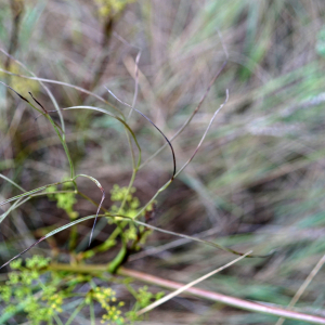 Photographie n°2449608 du taxon Peucedanum officinale L. [1753]