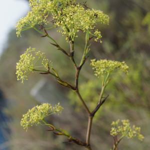 Photographie n°2449612 du taxon Peucedanum officinale L. [1753]