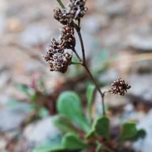 Photographie n°2449638 du taxon Limonium girardianum (Guss.) Fourr. [1869]