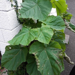 Photographie n°2449642 du taxon Paulownia tomentosa (Thunb.) Steud.