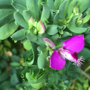  - Polygala myrtifolia L. [1753]