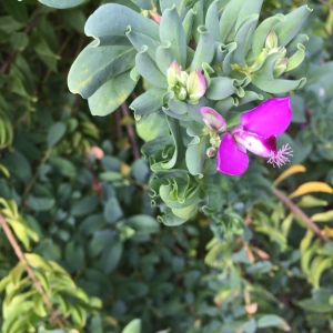  - Polygala myrtifolia L. [1753]