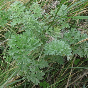 Photographie n°2449665 du taxon Artemisia absinthium L. [1753]