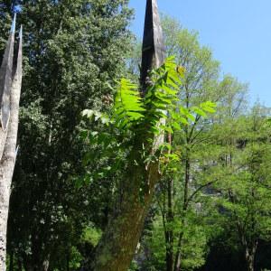 Photographie n°2449696 du taxon Fraxinus excelsior L. [1753]