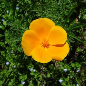 Photographie n°2449697 du taxon Eschscholzia californica Cham. [1820]