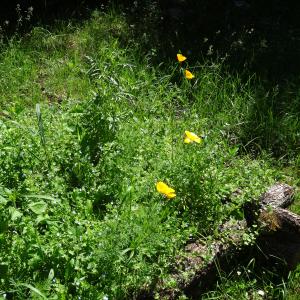 Photographie n°2449699 du taxon Eschscholzia californica Cham. [1820]