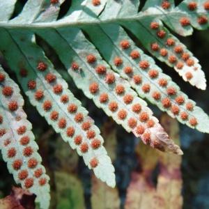 Photographie n°2449711 du taxon Polypodium cambricum L. [1753]