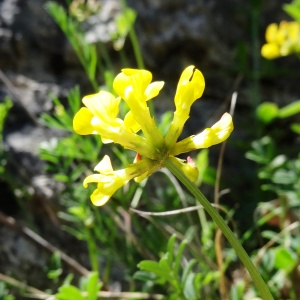  - Hippocrepis comosa L. [1753]