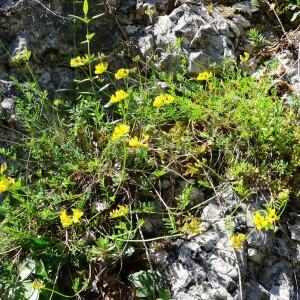 Photographie n°2449716 du taxon Hippocrepis comosa L. [1753]