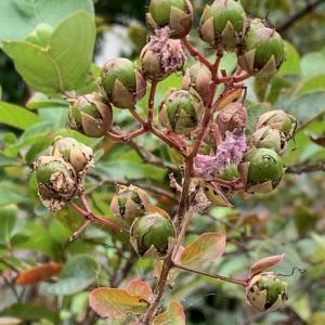 Photographie n°2449731 du taxon Lagerstroemia indica L. [1759]