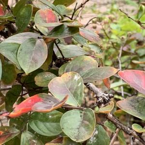 Photographie n°2449733 du taxon Lagerstroemia indica L. [1759]