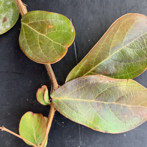 Photographie n°2449737 du taxon Lagerstroemia indica L. [1759]