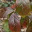  Liliane Roubaudi - Lagerstroemia indica L. [1759]