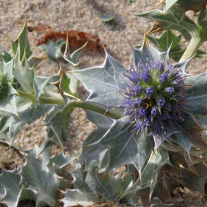  - Eryngium maritimum L.