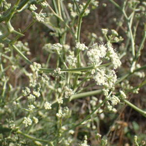 Photographie n°2449780 du taxon Seseli tortuosum L.