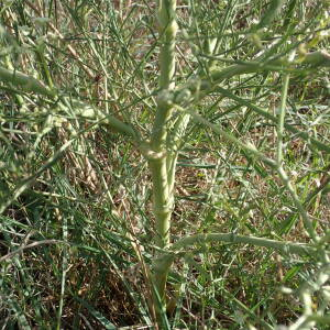 Photographie n°2449782 du taxon Seseli tortuosum L.