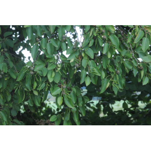 Alnus cordata (Loisel.) Duby subsp. cordata (Aulne à feuilles en coeur)