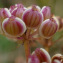  marie therese Rambaud - Oreoselinum nigrum Delarbre [1800]