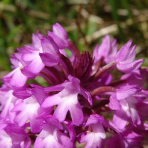 Photographie n°2449843 du taxon Anacamptis pyramidalis (L.) Rich. [1817]