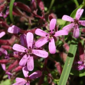 Photographie n°2449866 du taxon Saponaria ocymoides L.