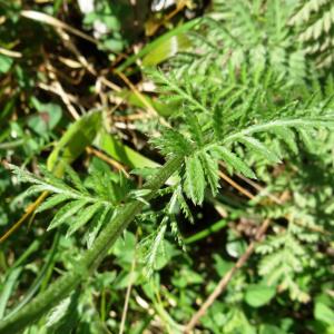 Photographie n°2449871 du taxon Tanacetum corymbosum (L.) Sch.Bip. [1844]