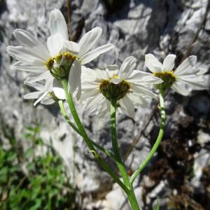 Photographie n°2449872 du taxon Tanacetum corymbosum (L.) Sch.Bip. [1844]