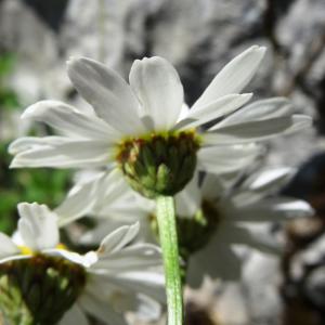 Photographie n°2449874 du taxon Tanacetum corymbosum (L.) Sch.Bip. [1844]