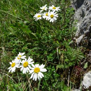 Photographie n°2449875 du taxon Tanacetum corymbosum (L.) Sch.Bip. [1844]