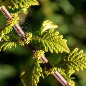 Photographie n°2449889 du taxon Lycopus europaeus L.