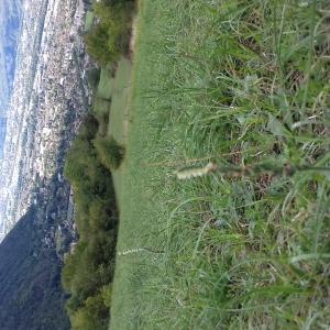 Photographie n°2449901 du taxon Spiranthes spiralis (L.) Chevall.