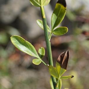 Photographie n°2449963 du taxon Jasminum fruticans L. [1753]